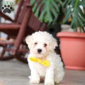 Rocky, Bichon Frise Puppy